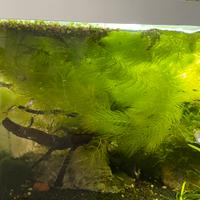 Piante acquario ceratophyllum lemna muschio di jav