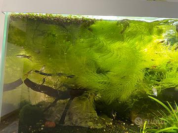 Piante acquario ceratophyllum lemna muschio di jav