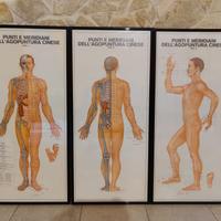 Quadri Anatomia per studio medico