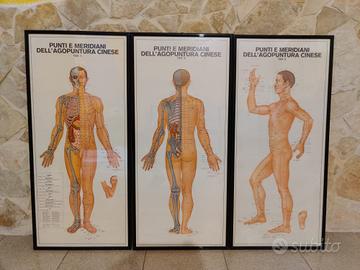 Quadri Anatomia per studio medico