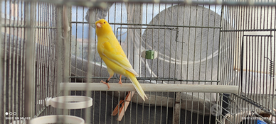 Canarino lutino (occhi rossi) giallo