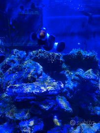 Rocce vive acquario marino