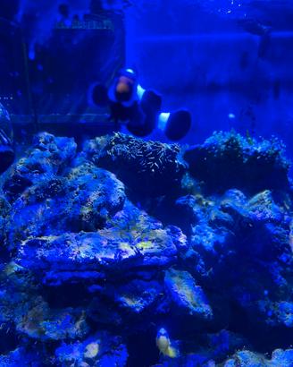 Rocce vive acquario marino