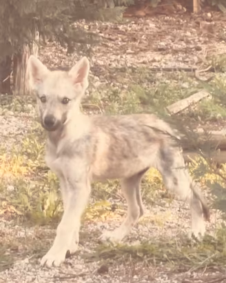 CUCCIOLO CANE LUPO CECOSLOVACCO