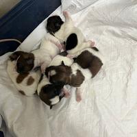 Shi Tzu Cuccioli