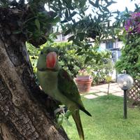 Pappagalli