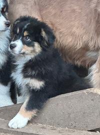 Cucciolo pastore australiano