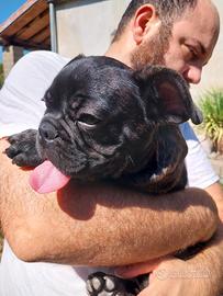 Cucciolo bulldog francese bringee