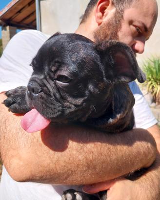 Cucciolo bulldog francese bringee