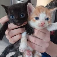 Animali