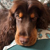 Cocker Maschio per monta