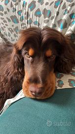 Cocker Maschio per monta