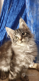 Cuccioli Maine coon