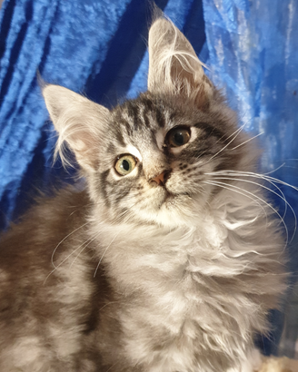 Cuccioli Maine coon