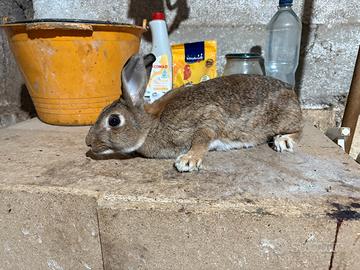 Coniglia più due cuccioli