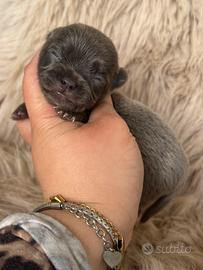 Chihuahua meraviglioso