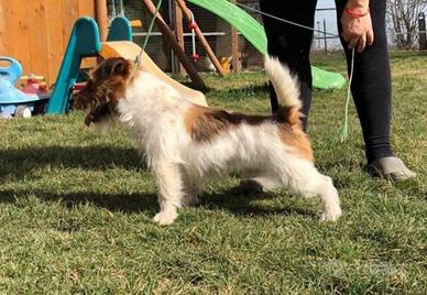 Jack Russell