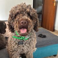 Lagotto Romagnolo disponibile per monta