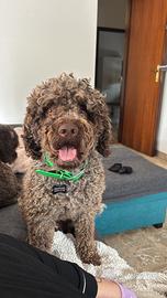 Lagotto Romagnolo disponibile per monta