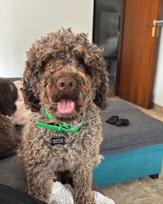 Lagotto Romagnolo disponibile per monta