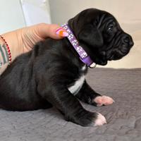 American Pitbull terrier