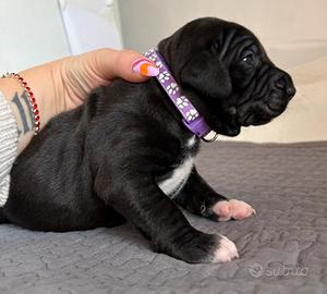 American Pitbull terrier