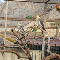 Pappagalli sicilia pappagallo