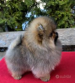 Spitz di Pomerania