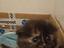 Immagine 1