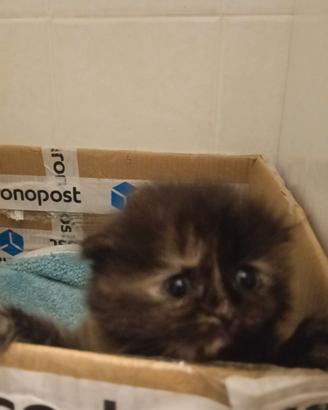 Cuccioli scottish fold