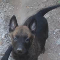 Cucciolo di pastore belga malinois