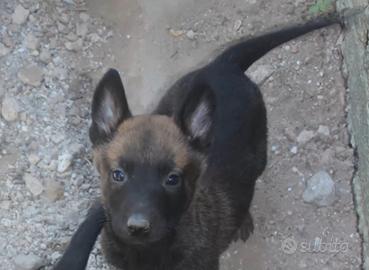 Cucciolo di pastore belga malinois
