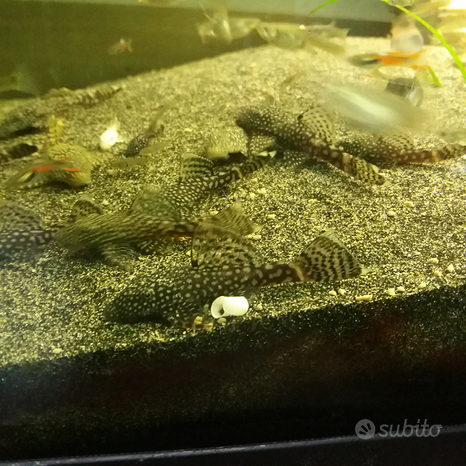 Pesci pulitori Ancistrus(fam. loricardi)
 in vendita a Foggia