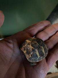 Tartarughe baby femmine