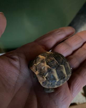 Tartarughe baby femmine