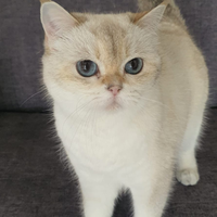 British shorthair