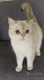 British shorthair