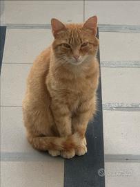 Gattino di cinque mesi pelo lungo rosso/bianco