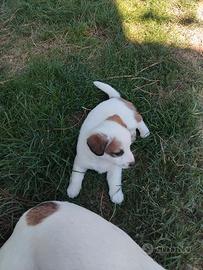 Jack Russell