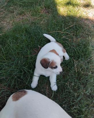 Jack Russell