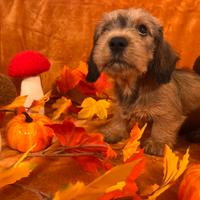 Splendidi cuccioli di bassotto nano a pelo duro