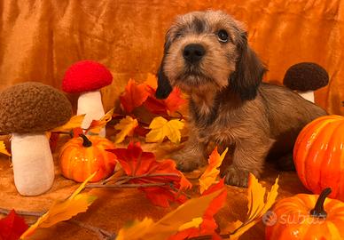 Splendidi cuccioli di bassotto nano a pelo duro