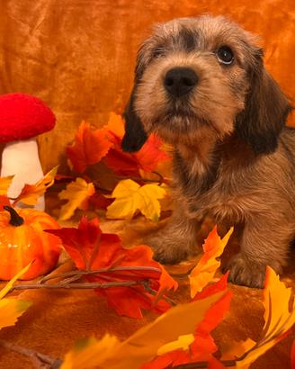 Splendidi cuccioli di bassotto nano a pelo duro