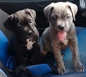Cuccioli cane corso