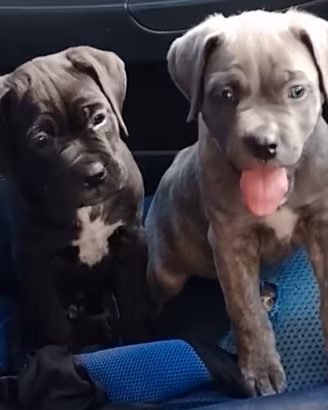 Cuccioli cane corso