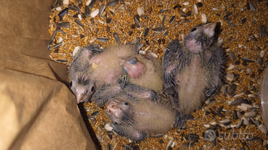 Pappagalli Calopsite