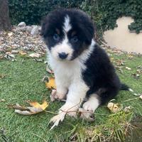 Pastore Australiano cuccioli