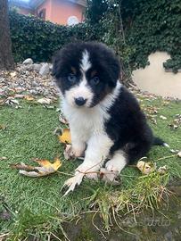 Pastore Australiano cuccioli