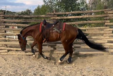 Quarter Horse linea cutting