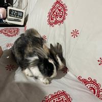 Conigli nani testa di leone